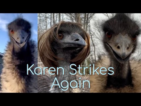 EMU ATTACKING OWNER FOR 3 mins STRAIGHT #karen #emu #animals