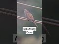 Mourning Dove call sound that everyone knows