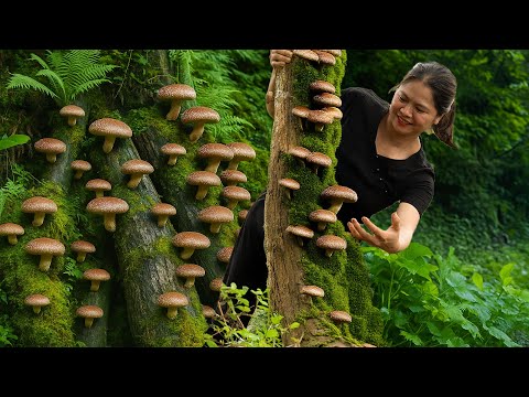 Mountain Shiitake Mushroom Harvesting & Traditional Cooking