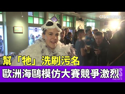 幫「牠」洗刷污名　歐洲海鷗模仿大賽競爭激烈