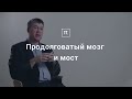 Устройство и работа мозга — курс Вячеслава Дубынина на ПостНауке