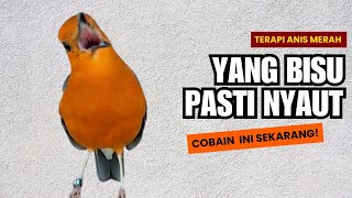 Download lagu 124 | DIJAMIN !! PASTI IKUT BUNYI !! SUARA ANIS MERAH GACOR PANCINGAN TERCEPAT BIKIN BUNYI GACOR mp3 Download lagu 124 | DIJAMIN !! PASTI IKUT BUNYI !! SUARA ANIS MERAH GACOR PANCINGAN TERCEPAT BIKIN BUNYI GACOR mp3