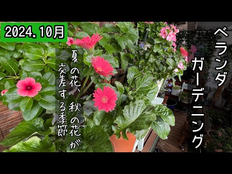 composition-jardinière-été-pétunias-géraniums-fleurs