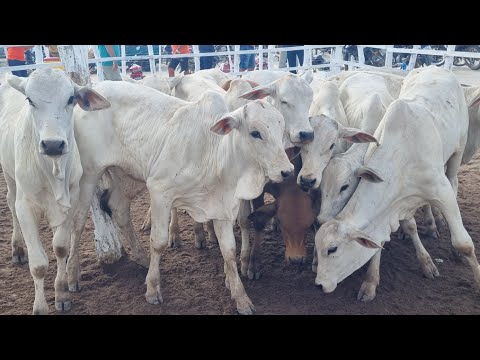 Feira de gado em jupi-Pe 07-12-2025 gado extra 