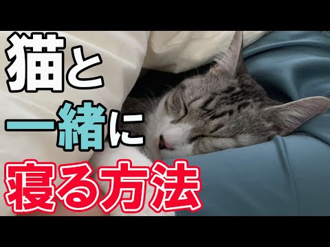 猫にベッドで寝るように教える方法