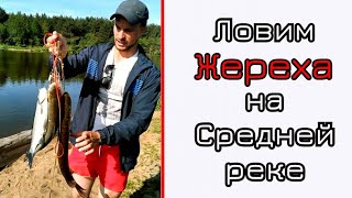 Жерих где и как его ловить