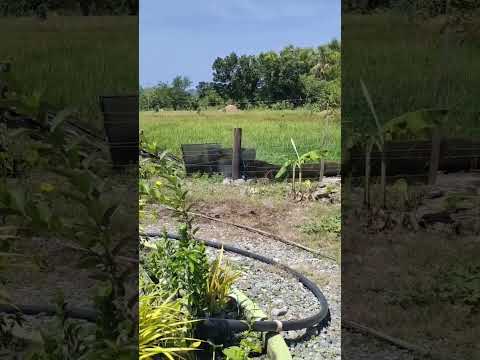 King Kong Bocaue made!