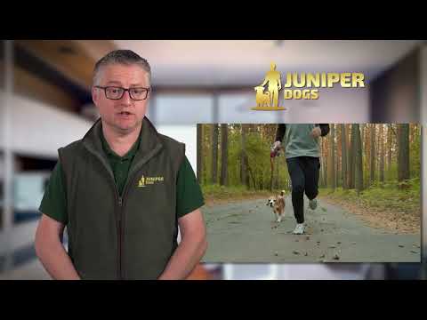 The Family Dog Academy video.