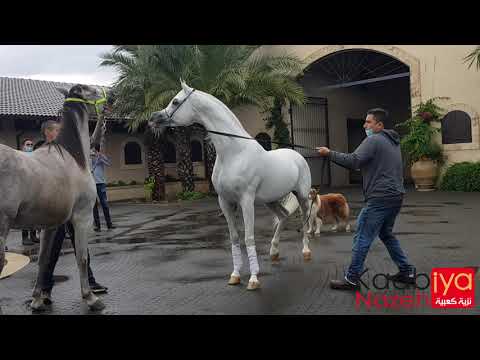 AJ KAFU BY SHANGHAI EA BY WH JUSTICE & AJ KAHAYLA BY QR MARC #arabian_horse  Ariela Arabians