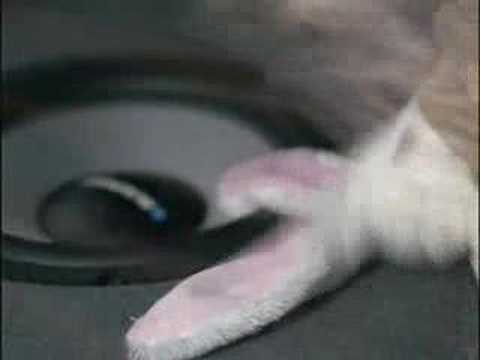 Bass Bass wir brauchen Bass