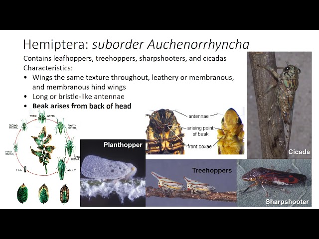 הגיית וידאו של order Thysanoptera בשנת אנגלית