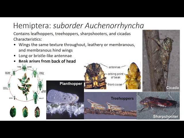 英語のorder Thysanopteraのビデオ発音