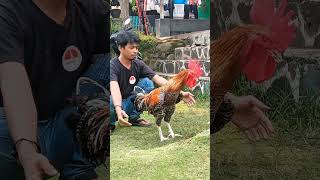 Download lagu KOKOK MERDU AYAM PELUNG #ayampelung #ayam #ayampelungcianjur mp3