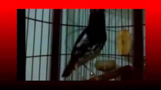 Download lagu Kicau Mania | Suara Burung Anis Merah Azzuro | Teler Doyong GACOR Asli mp3 Download lagu Kicau Mania | Suara Burung Anis Merah Azzuro | Teler Doyong GACOR Asli mp3