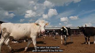 Süt İneklerinin Beslenmesi-Nutrition of Dairy Cattle
