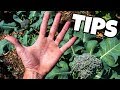 Anyone Can Grow Broccoli By Doing These Simple Things