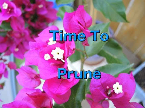 , title : 'Pruning Bougainvillea'