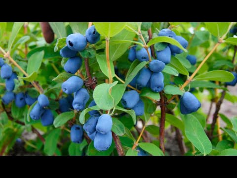 jagoda kamczacka uprawa w Polsce