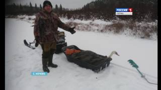 Рыбаки спасли от мороза Лебедя Семёна