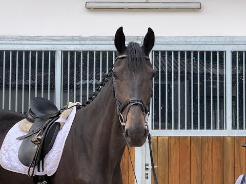 BERTY 4j. v. Buckingham - Depardieu  VB 8.000,- Euro