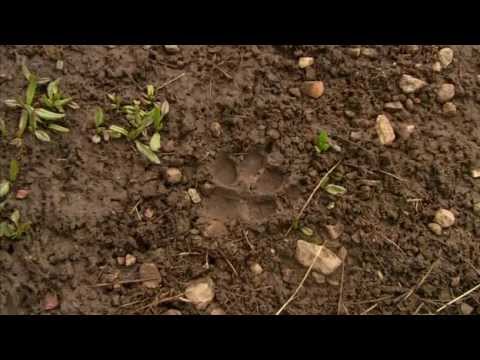 Ray Mears - Tracking wolves - VOSTFR