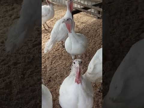 Купить Индюшат Биг 6 В Динской Адрес