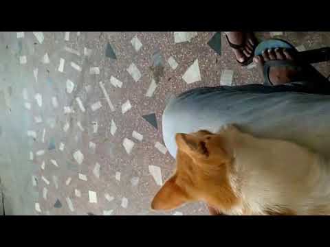 Parish ka Cat Lo..vo