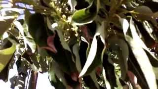 Caring For Avocado Trees #1 (Watering & Hydration)