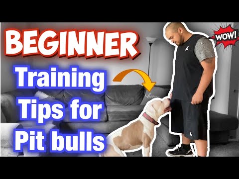 How to train your Pit bull for beginners! (Raw Footage)