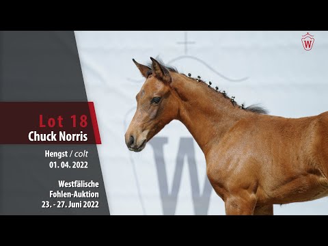 Fohlen-Auktion Lot 18 Chuck Norris Hengst v. Chubakko - Comme il faut NRW