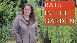 What to do about rats in the garden bed?
