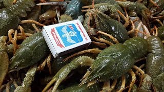 Лучшая приманка для рака
