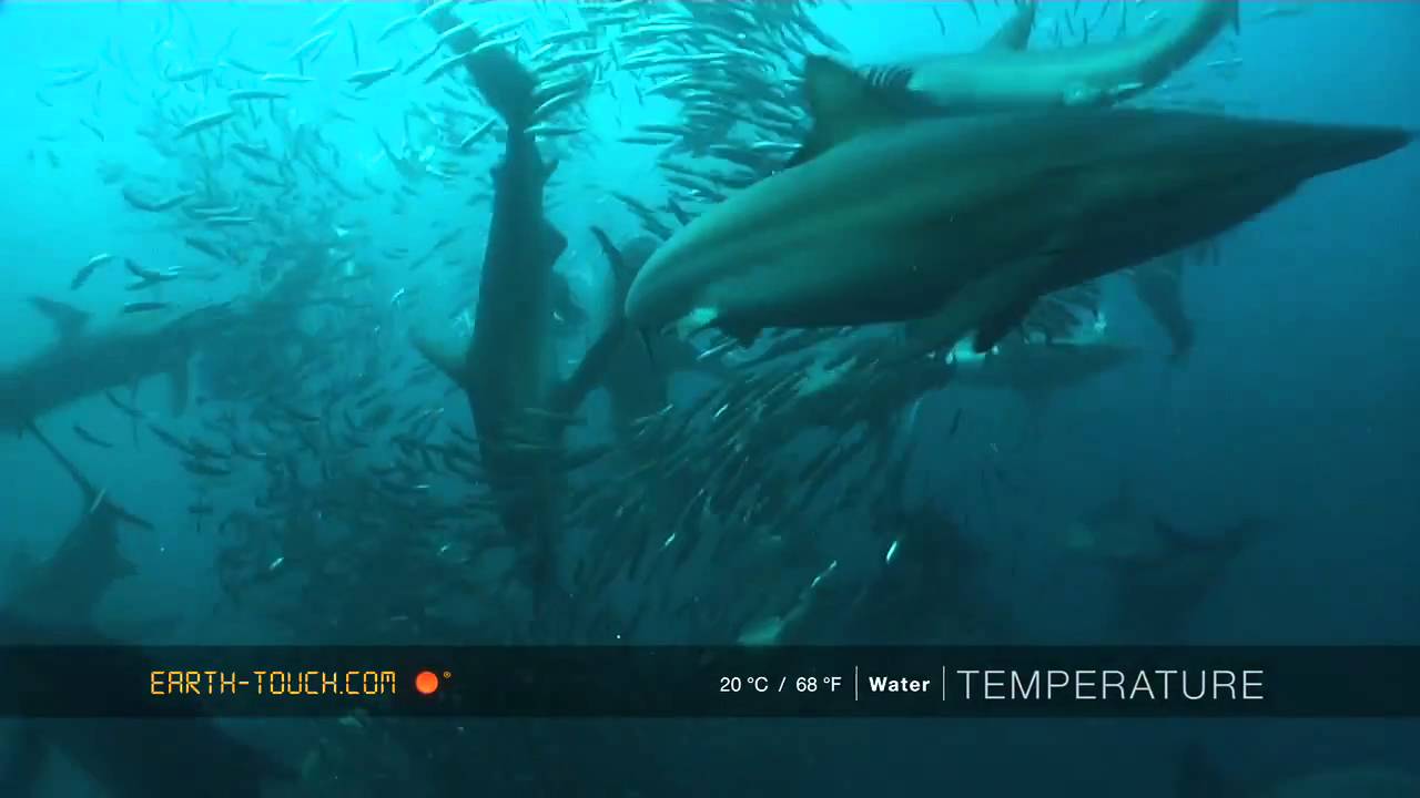 Mighty whale joins the Sardine Run feeding frenzy Video facade placeholder