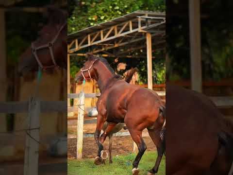 SCARY !! 😱😱 the mare is angry at the stud  🔥 #horse #funny  #animals