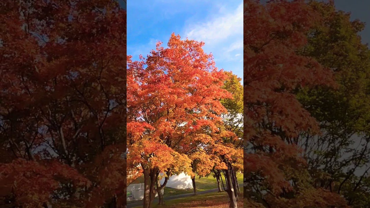 YouTube Short thumbnail