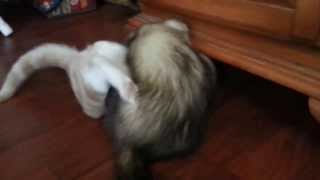 Kitty & Ferret wrestling!