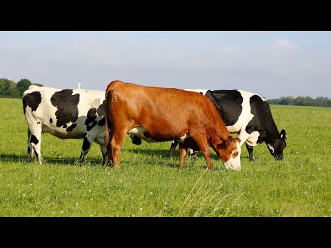 SENASA CONFIRMA CASO DE RABIA PARALÍTICA BOVINA EN OSA DE PUNTARENAS 🐄⚠️💉🚨