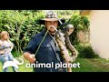 Love At First Bite For This Snake Date Gator Boys Animal Planet