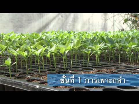 ปลูกผักในกระถาง