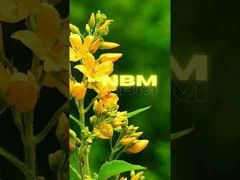 #shorts  @Glow - Sweet Lies [NBM RELEASE]