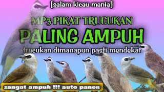 Download lagu Suara Pikat Trucukan Paling Ampuh Terbaru || Dijamin Mendekat Anti Lepas mp3