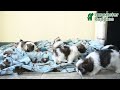 Shih Tzu dogs for sale: Moose Tracks - Video 1