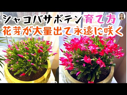 サボテンに花を咲かせる: これが仕組みです! トピックス