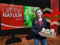 Wat zit er in het mandje van Marlies?