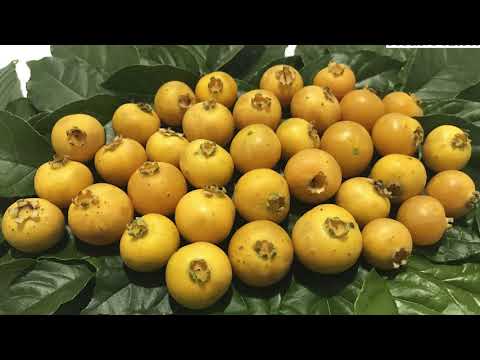 Los Divinos - Guavira Poty