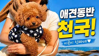 애견동반 여행 천국이 이곳이구나!