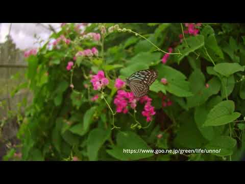 リュウキュウアサギマダラの飛翔Cronos