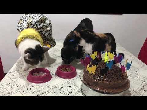 Aniversário da Nina