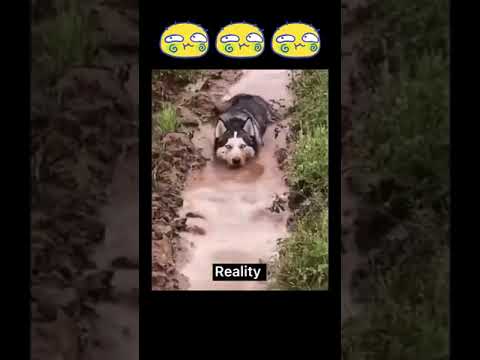Husky: Expectation Vs Reality #shorts