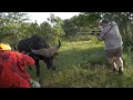 Cape Buffalo Full Charge